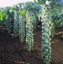 あの小さな芽キャベツ どのような姿で収穫されるのかご存知ですか 幸せのレシピ集 秋の庭 オーガニック菜園 植物栽培