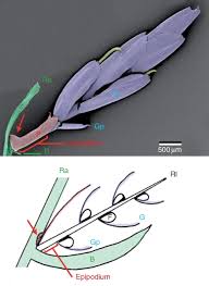 Image result for Courtoisina assimilis