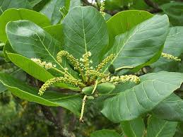 Image result for Terminalia stuhlmannii