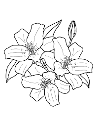 Lily 5 printable coloring page. Printable Lily Coloring Page