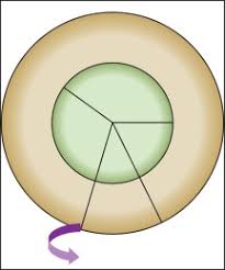 In animals, the mitochondria are replicated to provide the ability to produce enough energy to daughter. Cell Cycle And Cancer Sciencedirect