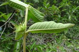 Image result for Sabicea