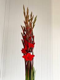 Image result for Gladiolus decoratus
