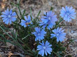 Image result for Cichorium