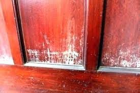 The reason that white colored mold may be more difficult to detect is because of the light color of the mold growth. Is White Mold Dangerous How To Get Rid Of White Mold