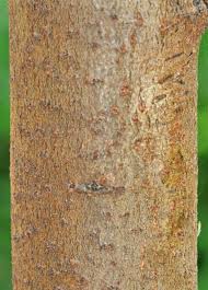 Image result for Rhamnus prinoides