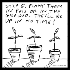 How To Grow A Peach Tree From A Pit Illustrated In 2021 Peach Trees Peach Pit Fruit Trees