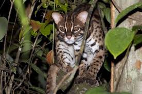 Ada beberapa jenis kucing hutan yang bisa kamu pelihara, seperti kucing hutan kalimantan, kucing hutan sumatra, dan kucing hutan macan dahan. 6rfu62vvzs3vm