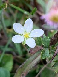 Image result for Sagina abyssinica