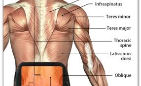 The uterus and ovaries are important pelvic structures in front of the pelvic area of women. Low Back Muscles Anatomy Anatomy Drawing Diagram