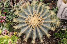 The aforementioned signs of root rot—wobbling and discoloration—are big ones. Barrel Cactus Care Gardenerdy