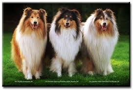 Rough and smooth collie adults uk. Rough Collie Breeders Uk Rough Collie Herding Dogs Collie