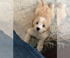 Looking at a cavapoo puppy checklist is highly recommended before bringing one of the adorable dogs home. View Ad Cavapoo Puppy For Sale Near Wisconsin Sheboygan Usa Adn 200351