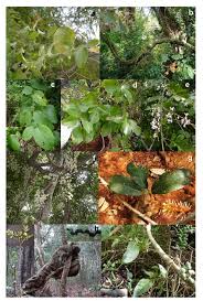 Image result for Cocculus hirsutus