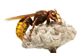 Expert pest control in greenville, sc & spartanburg, sc. What Stinging Insects Are In Chattanooga Cleardefense Pest Control