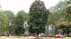 We did not find results for: Little Gem Magnolia Tree Youtube