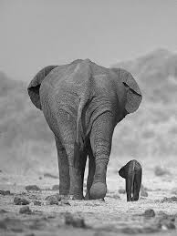 African Elephant Black And White Elephant Pictures Elephant Wallpaper Black And White Google Search Elephant Elephant Wallpaper African Bush Elephant