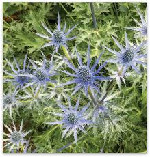 Image result for Aneilema zebrinum