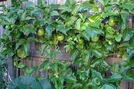 Here in hawaii passion fruit is known as lilikoi. 5 Best Tropical Fruits To Grow In Your Backyard Passionfruit Vine Garden Vines Passion Fruit Plant