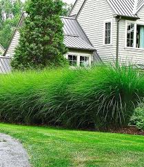 Chinaschilf Eulalia 1a Pflanzen Online Kaufen Baldur Garten Garten Gartengestaltung Pflanzen