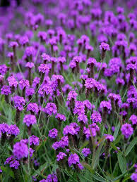 Dublin can arrange for the delivery of flowers across dublin, ireland and worldwide. Verbena Rigida Venosa Lucan Garden Centre