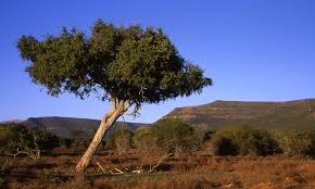 Image result for Boscia albitrunca