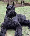 Main page: Magna Giant Schnauzers