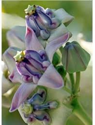 We also offer the white flowered form. Pin On Floral