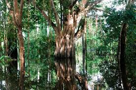 Image result for Afroqueta