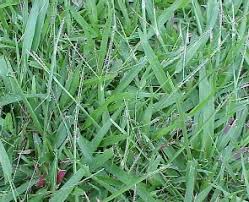 Image result for Axonopus