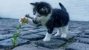 They are here to remind us how beautiful nature can be, but they are also a great choice if you want to give someone a gift. 85 Ingenious Cat Names That Start With I Iago Indigo And More