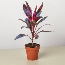 Image result for Cordyline