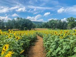 Image result for tbn:0PJB32OL7JwfOM::farm4.static.flickr.com/3324/3329876139_f2d551139f.jpg