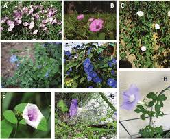 Image result for Convolvulaceae