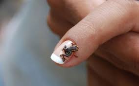 Monte Iberia Eleuth Small Frog Animals Monte Iberia Eleuth