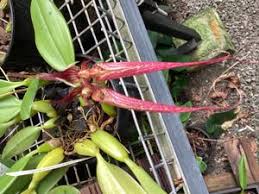 Image result for Bulbophyllum X chikukwa