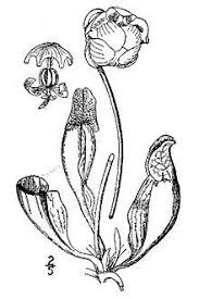 Black And White Images Of Pitcher Plant Newfoundlands Picture Flower Google Search Sarracenia Plant Sketches Plant Pattern