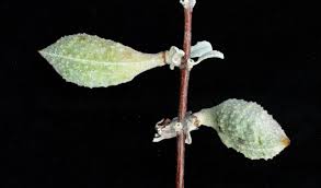 Image result for Catophractes alexandri