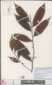 Image result for Aneulophus congoensis