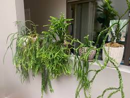 Image result for Huperzia verticillata