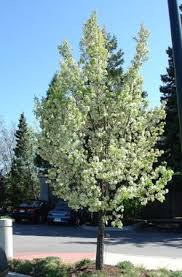Red jewel crab ostrya hophornbeam carpinus hophornbeam cleveland select pear chanticleer pear common hackberry fort mcnair horse chestnut kentucky coffee ohio buckeye london plane tree. Chanticleer Pear Garden Solutions Ornamental Pear Tree Landscape Trees