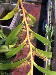 Image result for Tridactyle hurungweensis