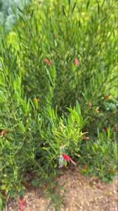 Image result for Savannosiphon euryphyllus