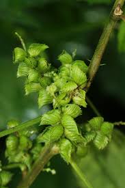 Image result for Acalypha fimbriata