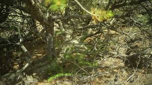 We did not find results for: Native American Prayer Tree Stock Video Footage 4k And Hd Video Clips Shutterstock