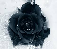09 Exquisite Rose Flower Rose Flower Pictures Flowers Photography Wallpaper Black Rose Flower