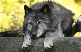 5 / 5 231 мнений. Trump Administration Officially Ends Protections For Gray Wolves Nationwide Wolf Conservation Center