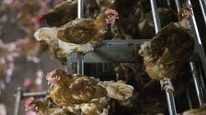 Avian influenza can spread to captive birds when wild birds migrate from mainland europe during winter. Bird Flu Netherlands Culls 190 000 Ducks Bbc News