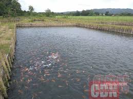 Salah satu jenis ikan air tawar ini memiliki badan yang sangat licin sehingga menyulitkan saat membersihkannya. Pemkab Pekalongan Budidayakan Ikan Air Tawar Cendana News