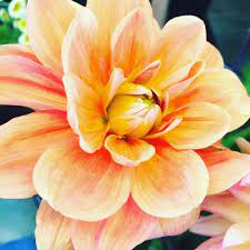 Beautiful seasonal, local, and sustainable flower bouquets delivered today in eugene and springfield. Vanh4uuqm7tr4m